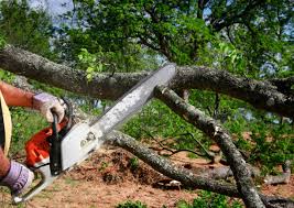 Lawn Renovation and Restoration in Northport, AL