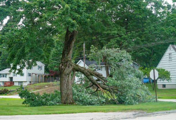 Professional Tree Services in Northport, AL